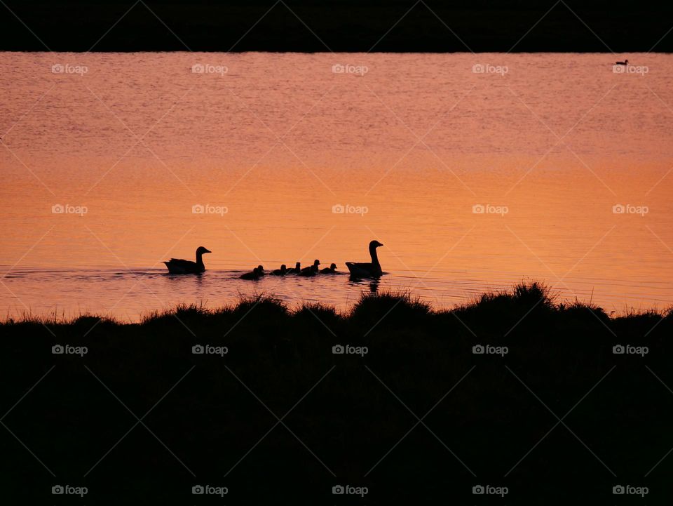 Goose family at golden hour swim together 