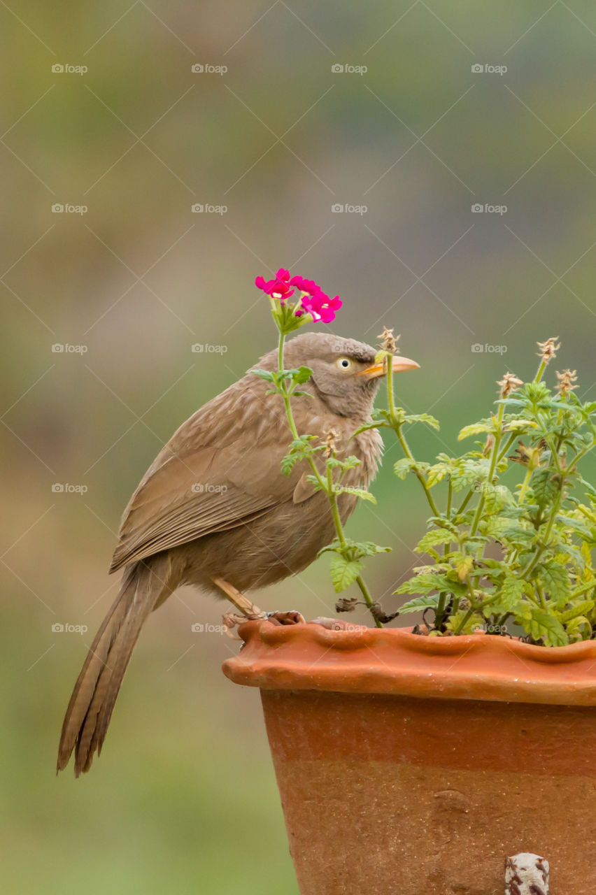 Jungle Babbler