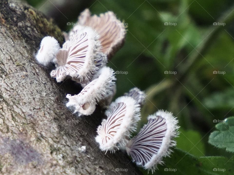 Mushrooms