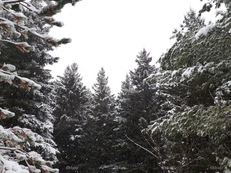 Snow covered trees in the forest.