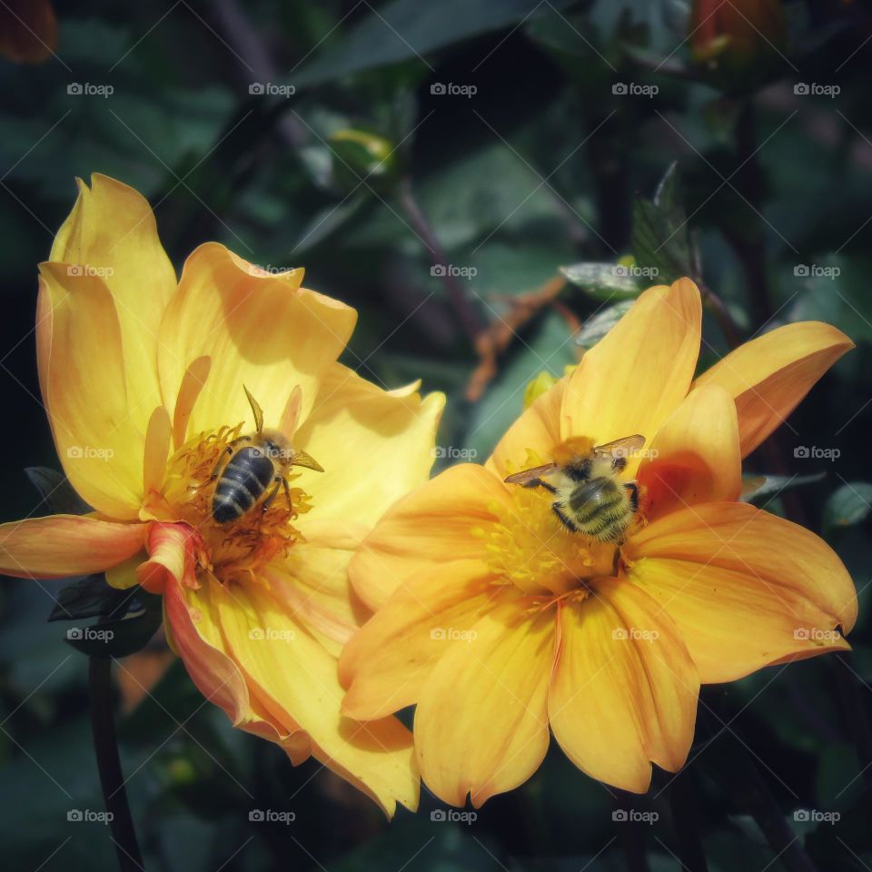 Two bees on two yellow flowers