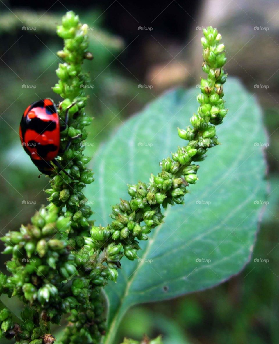ladybird close-up