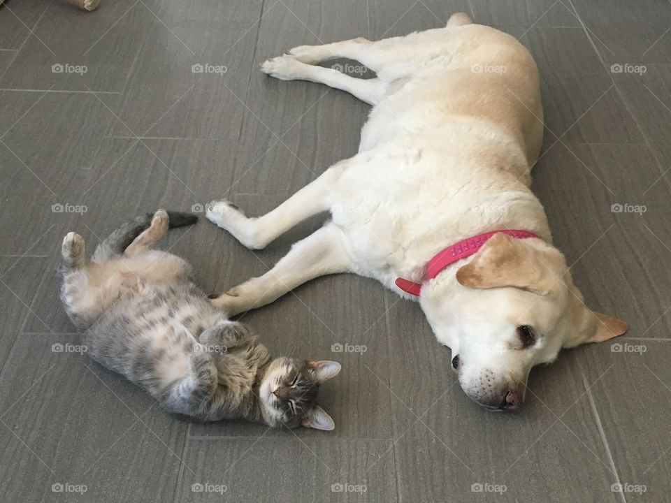 Lucy and Lily getting their Sunday afternoon nap together
