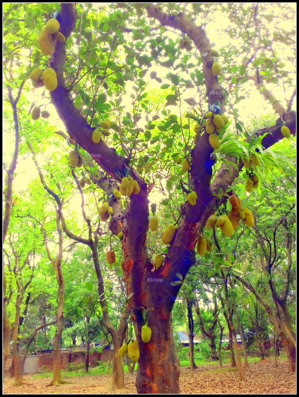 Jackfruit tree