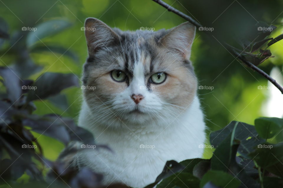 Gray, Tan and White Calico Cat Hiding in Bushes