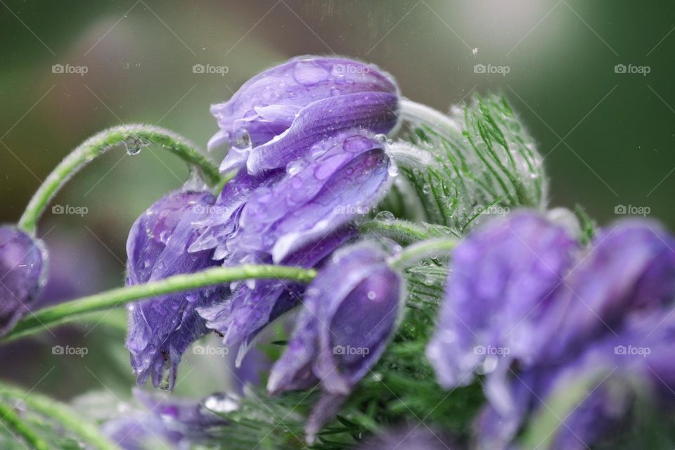 Purple flower after the rain