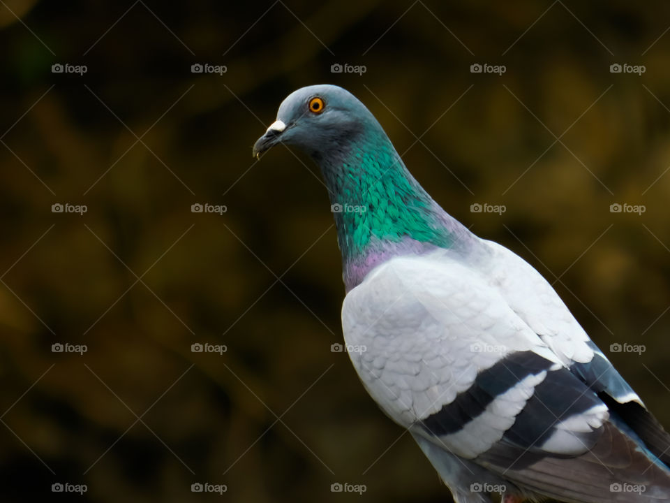 Looking and Standing Pigeon with blur background. Detailed colourful  body of pigeon.