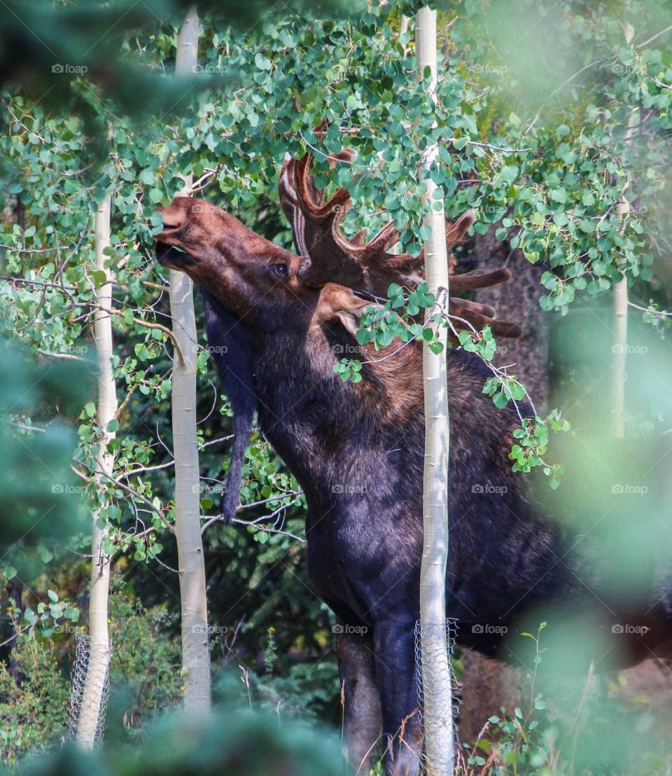 Moose in the Colorado Mountains 