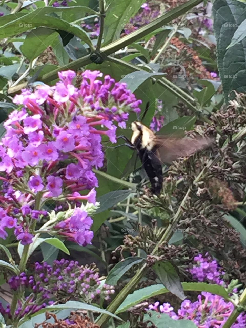 Hummingbird moth