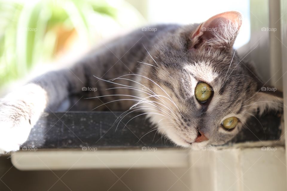 Relaxed grey cat.