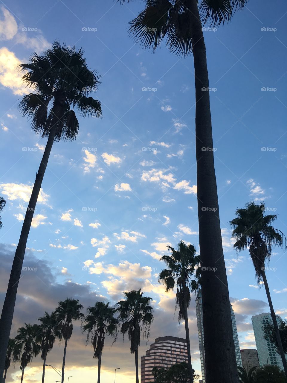 palm trees and clouds
