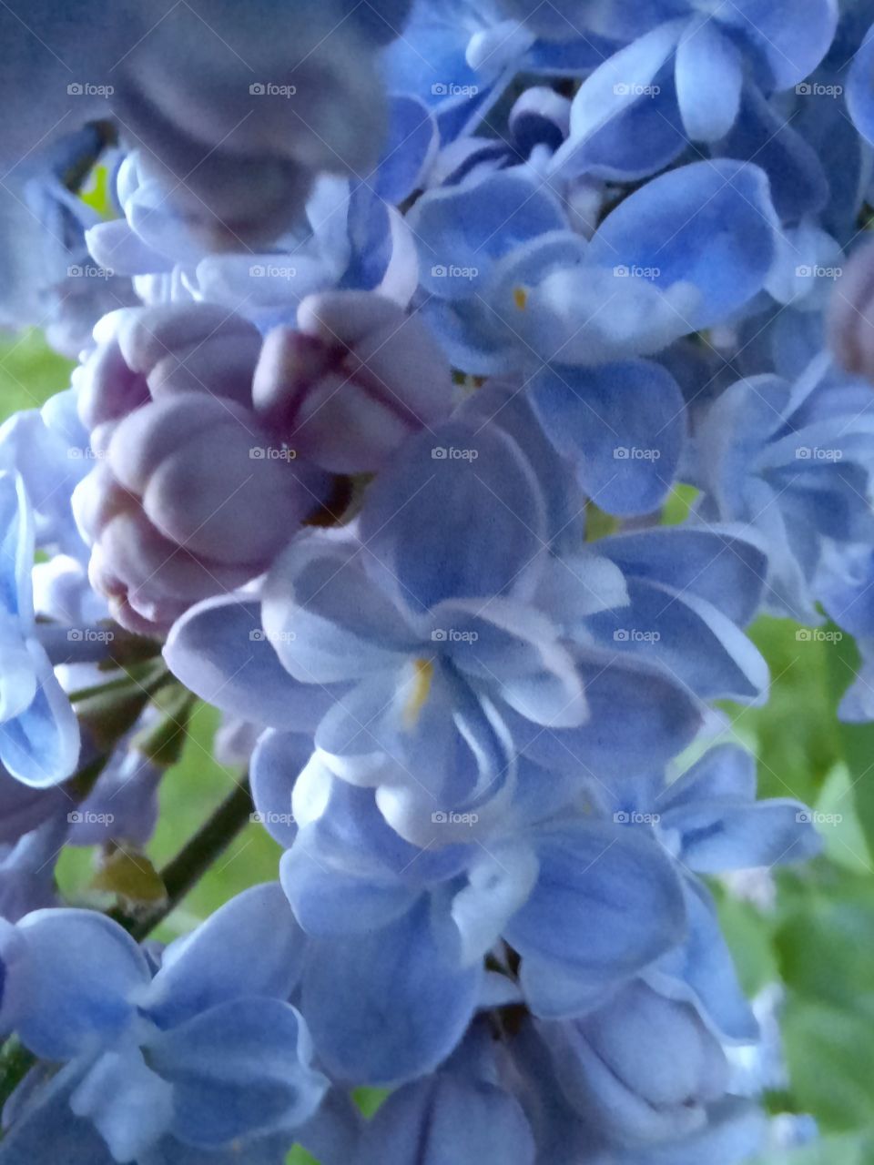 close-up  of blue flowers of liliac