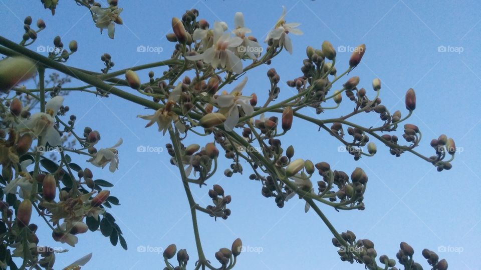 A beautiful scene of bud and flowers in the tree.