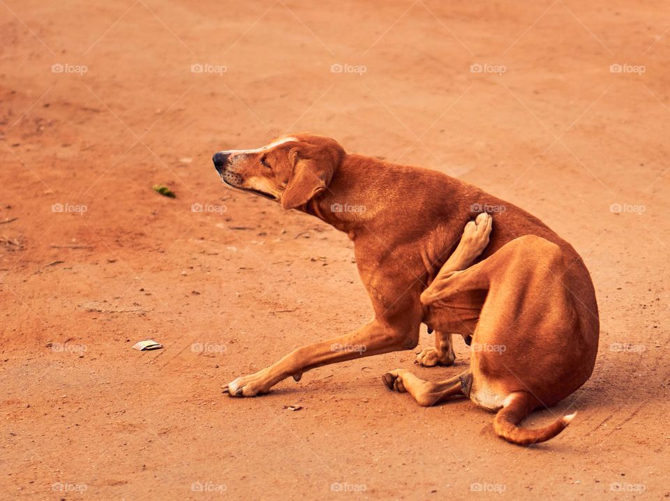 Street dog - natural behavior