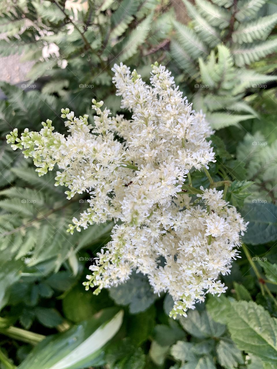 Beautiful false buck’s beard flower blossoms with white petals. Nature’s beauty.