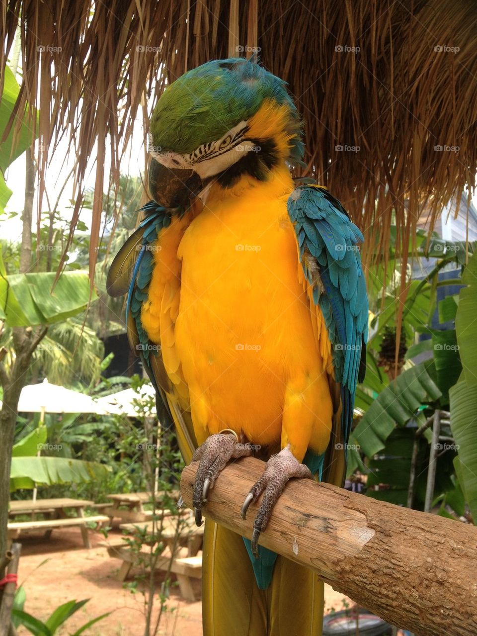 Angry macaw