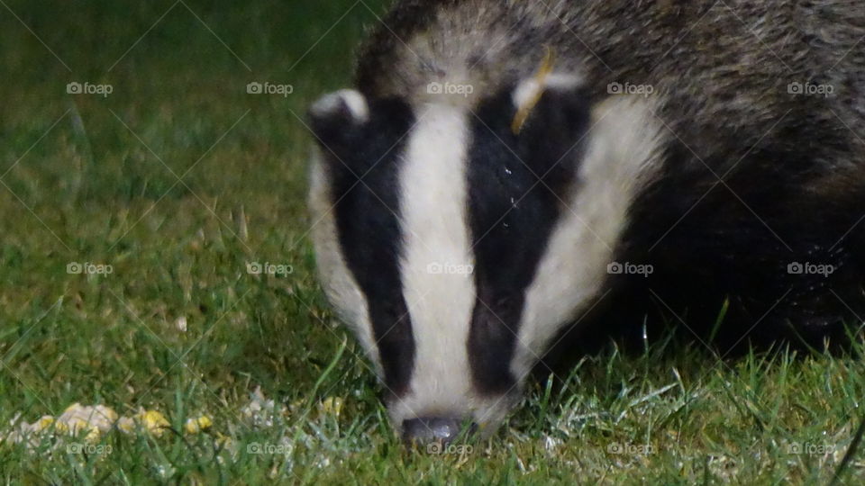 Badger 