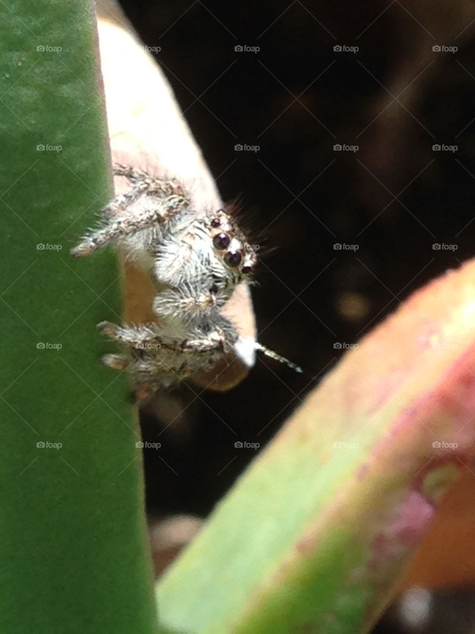 Spider on leaf