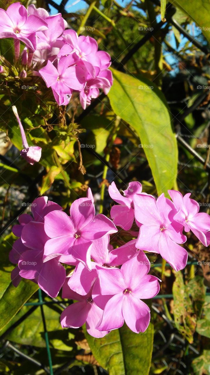 Flower, Nature, Flora, Garden, Summer