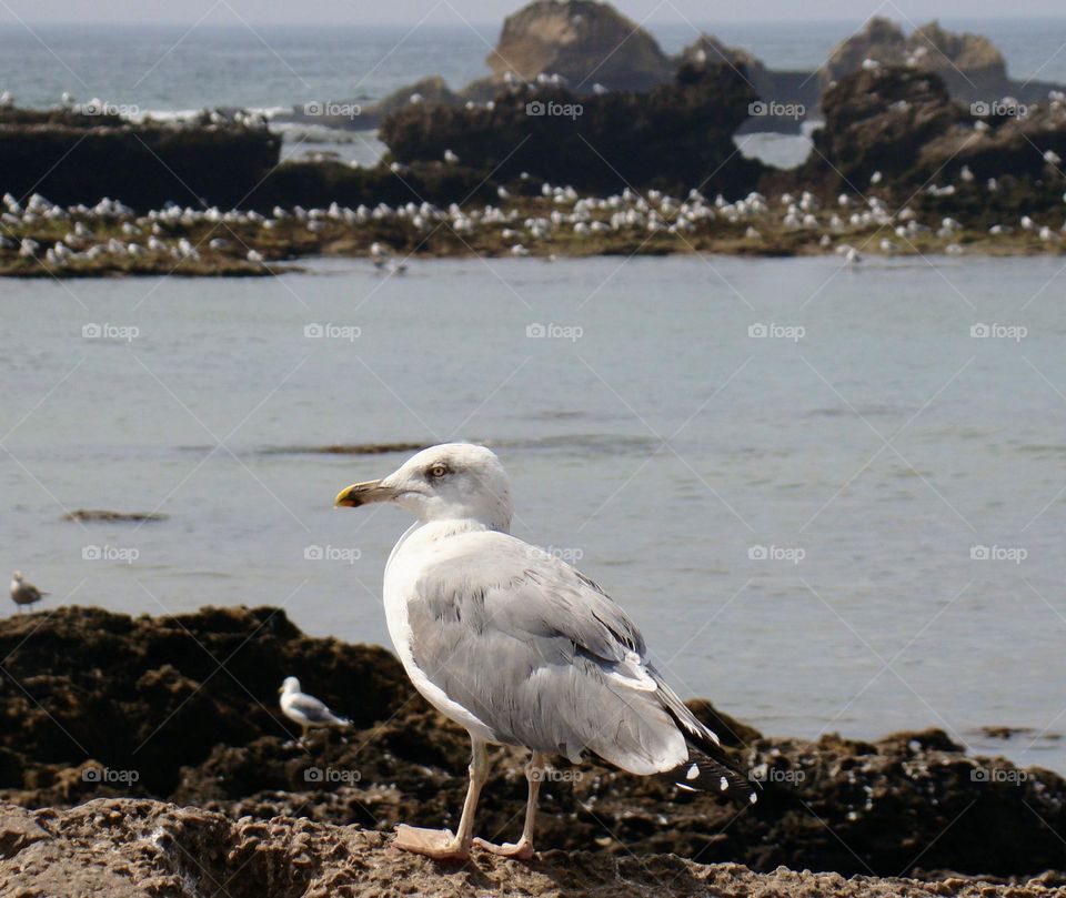 Seagull 🕊️
