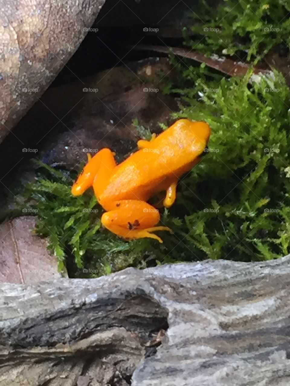 Orange mantella frog.