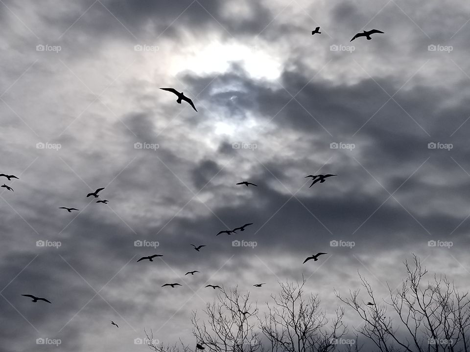 flock in a storm