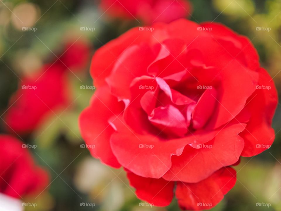 Love red rose flower 