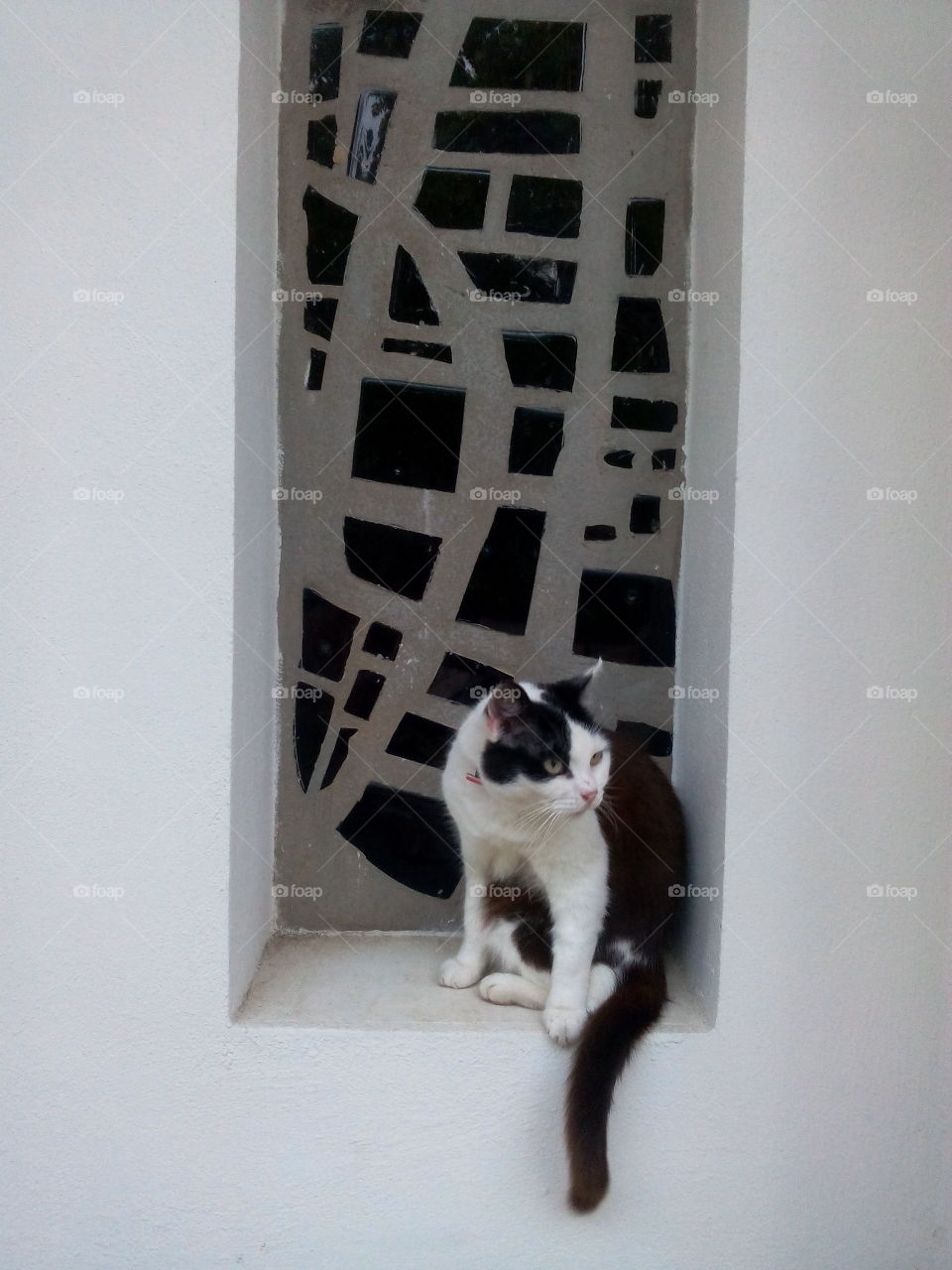 Beautiful black and white cat sitting - Stained glass window background