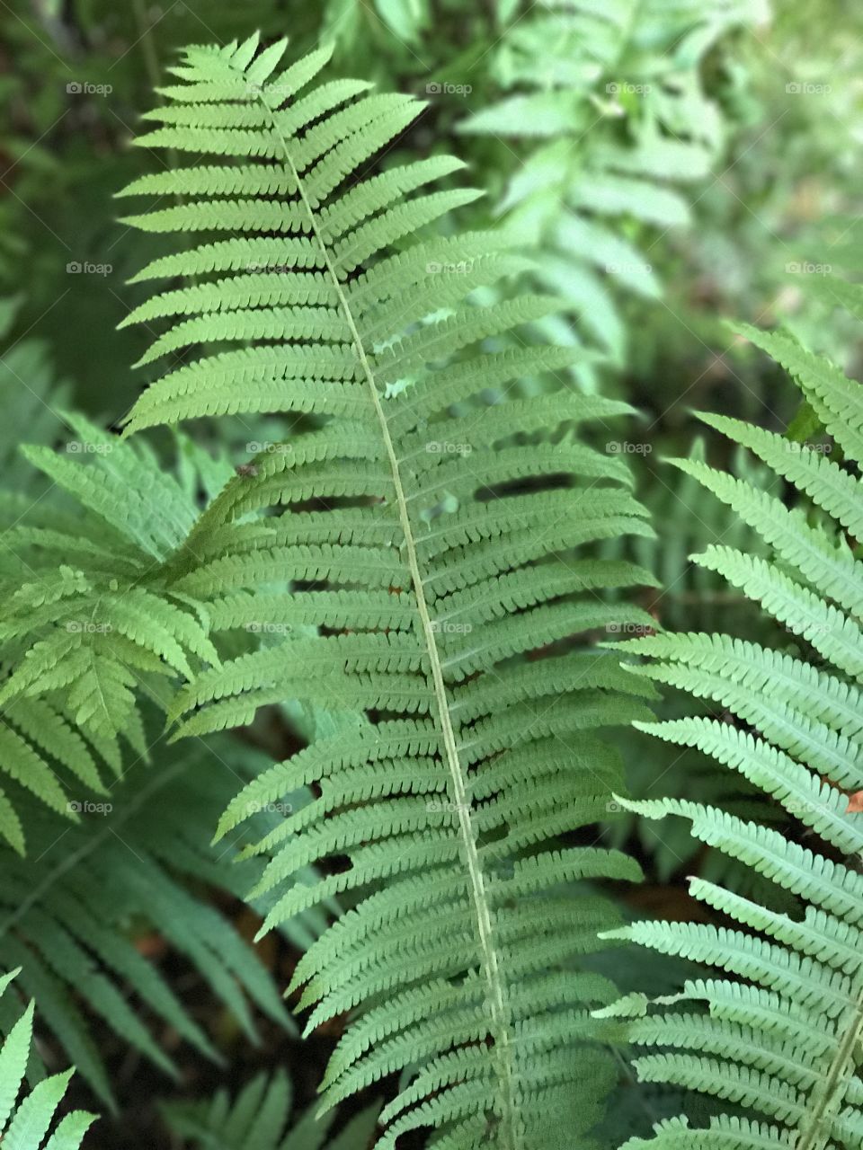 Fern