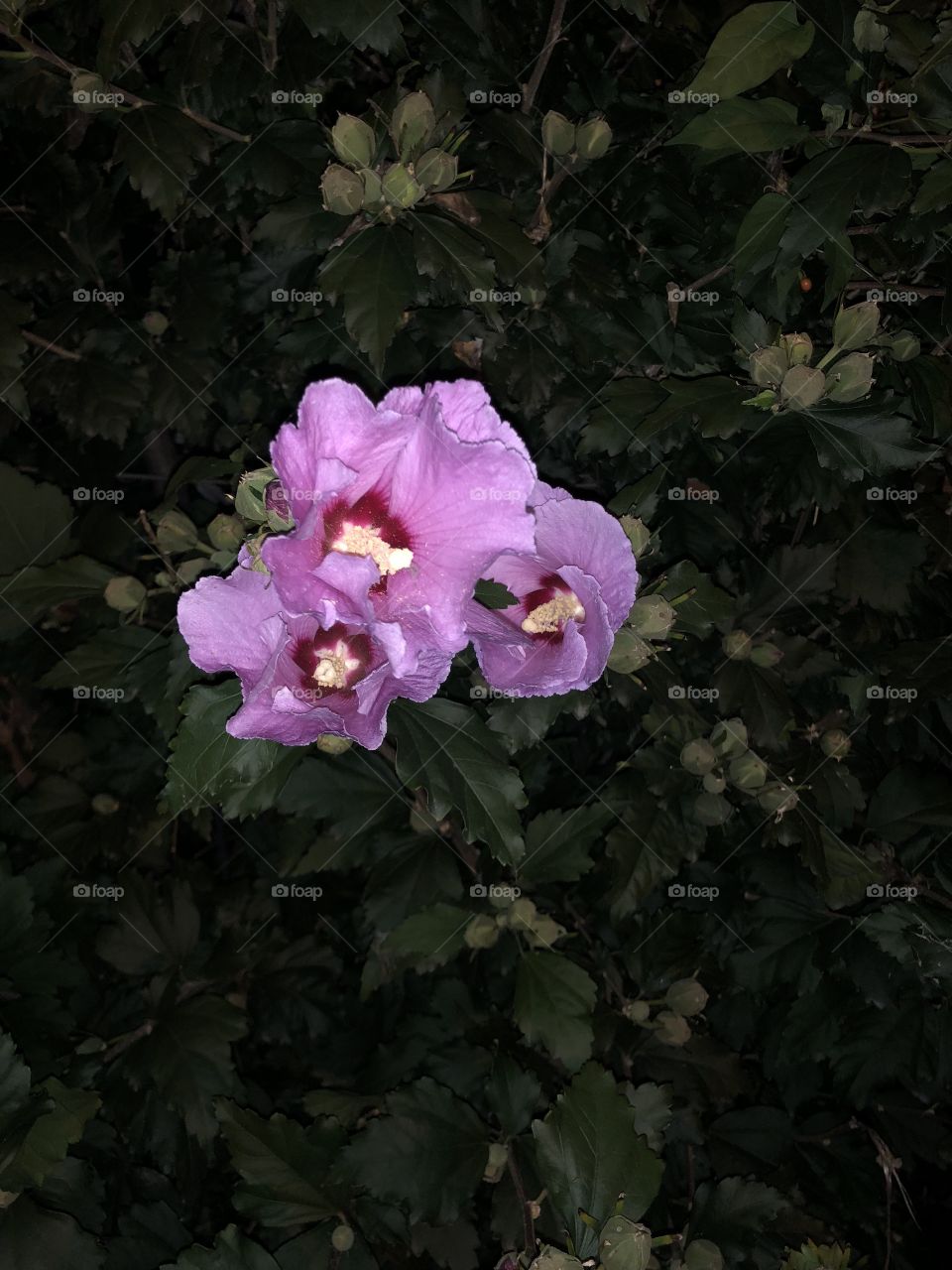 Nighttime flower
