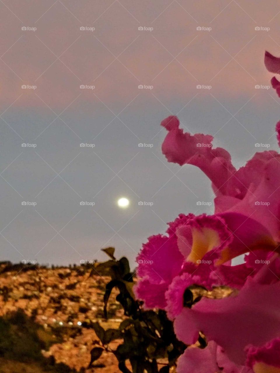 Medellín primavera...