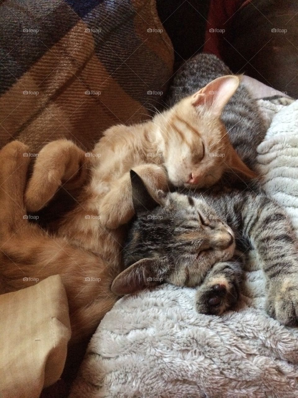 Snuggly kittens