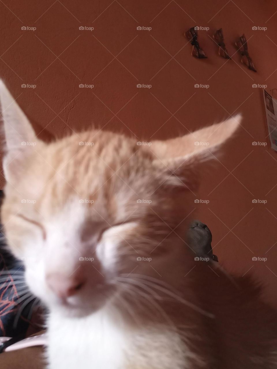 Gatinho dorminhoco.  Os gatos filhotes, dormem mais do que os adultos, passam praticamente o dia  todo com os fechados. Esse comportamento é padrão  para todas as raças, inclusive  persas, siameses  e bichanos sem raça definida