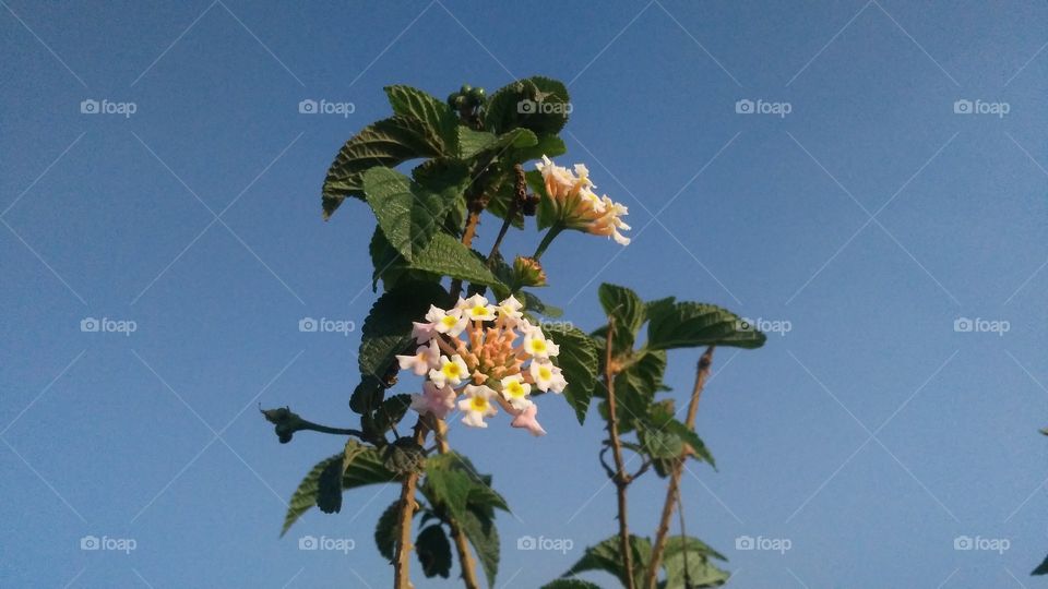 A beautiful scene of flowers plant in the forest.