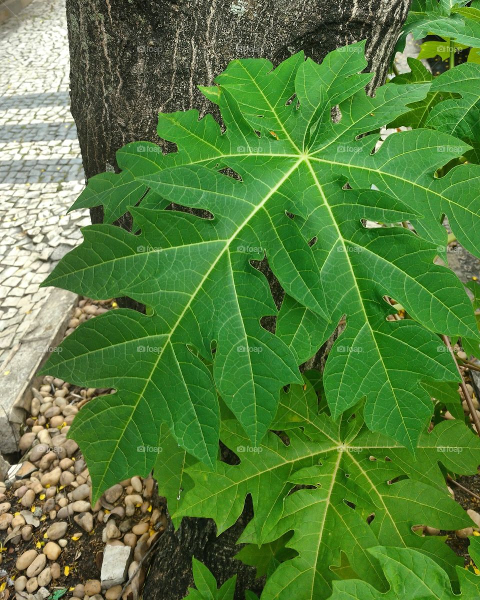 leaves