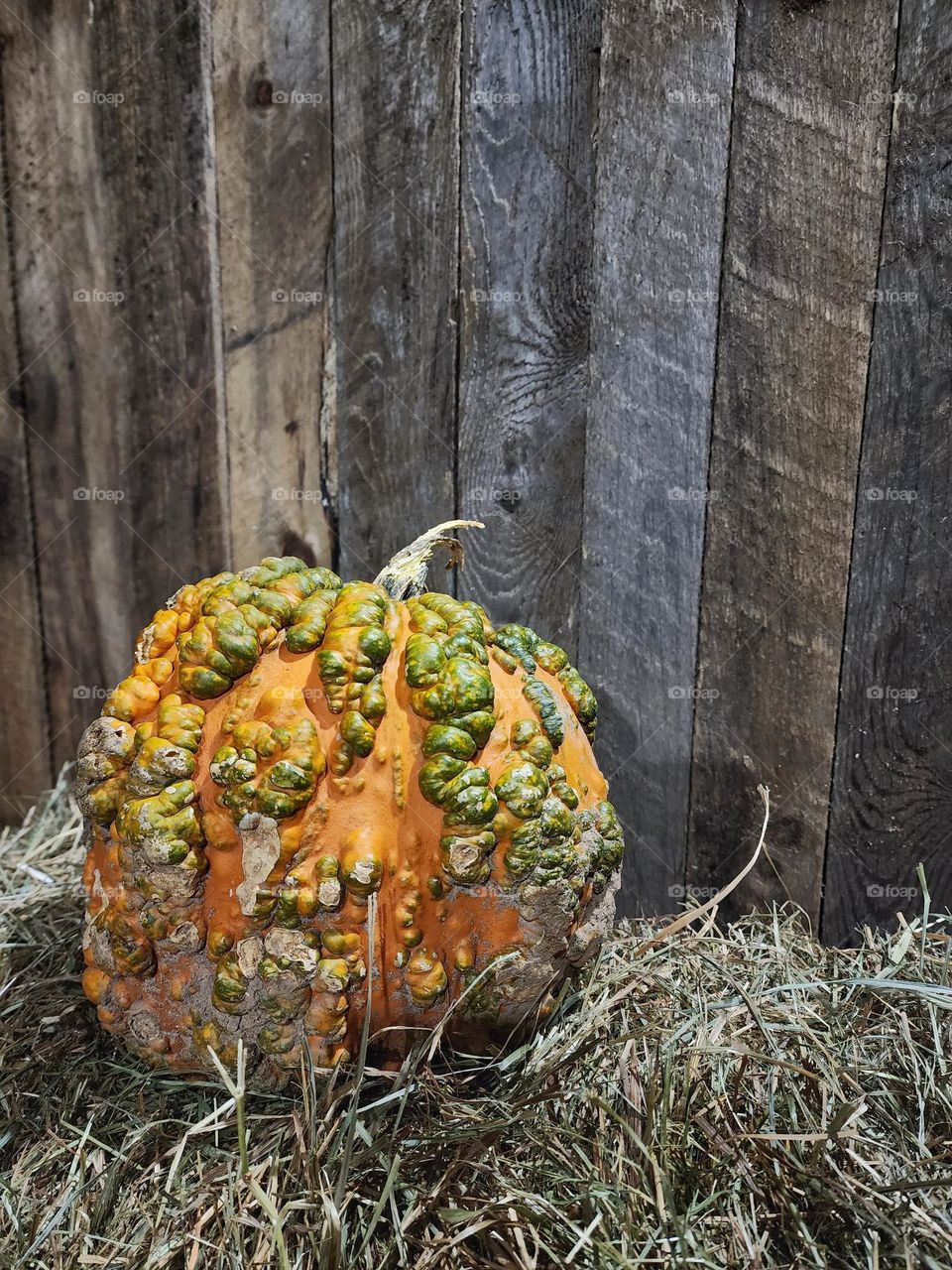Pumpkin on a bale of hay against a barn board background.