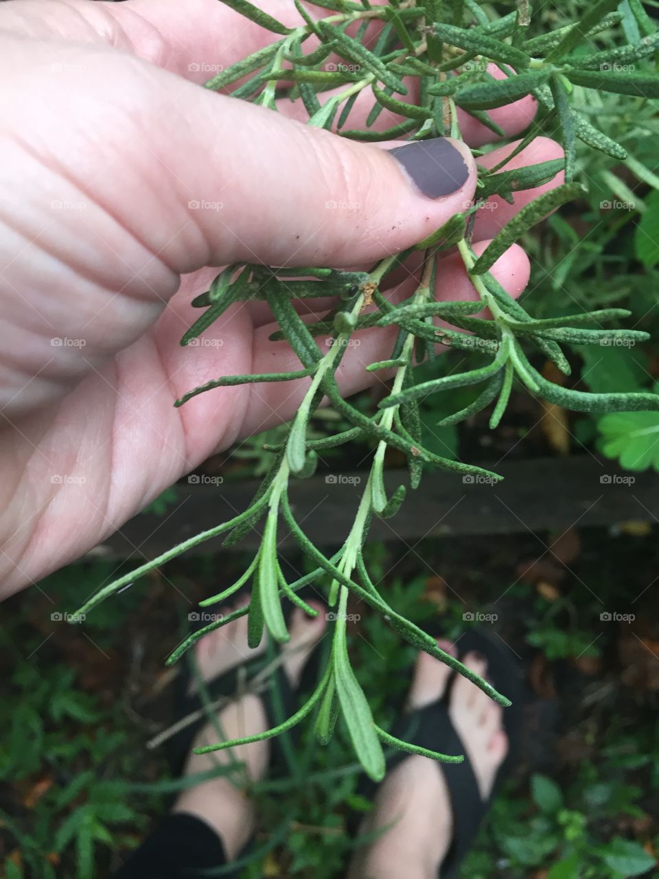 Pruning my Rosemary plant in the garden. This is my happy place. 