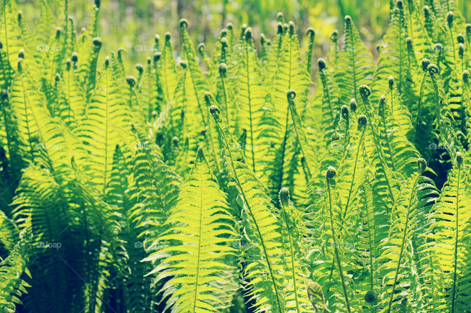 fullframe background of fresh eagle fern.