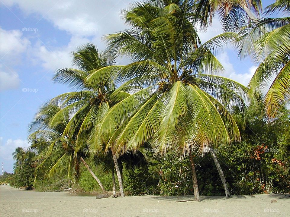 Palm Trees, Mt Irvine Bay, Tobago, Caribbean 
