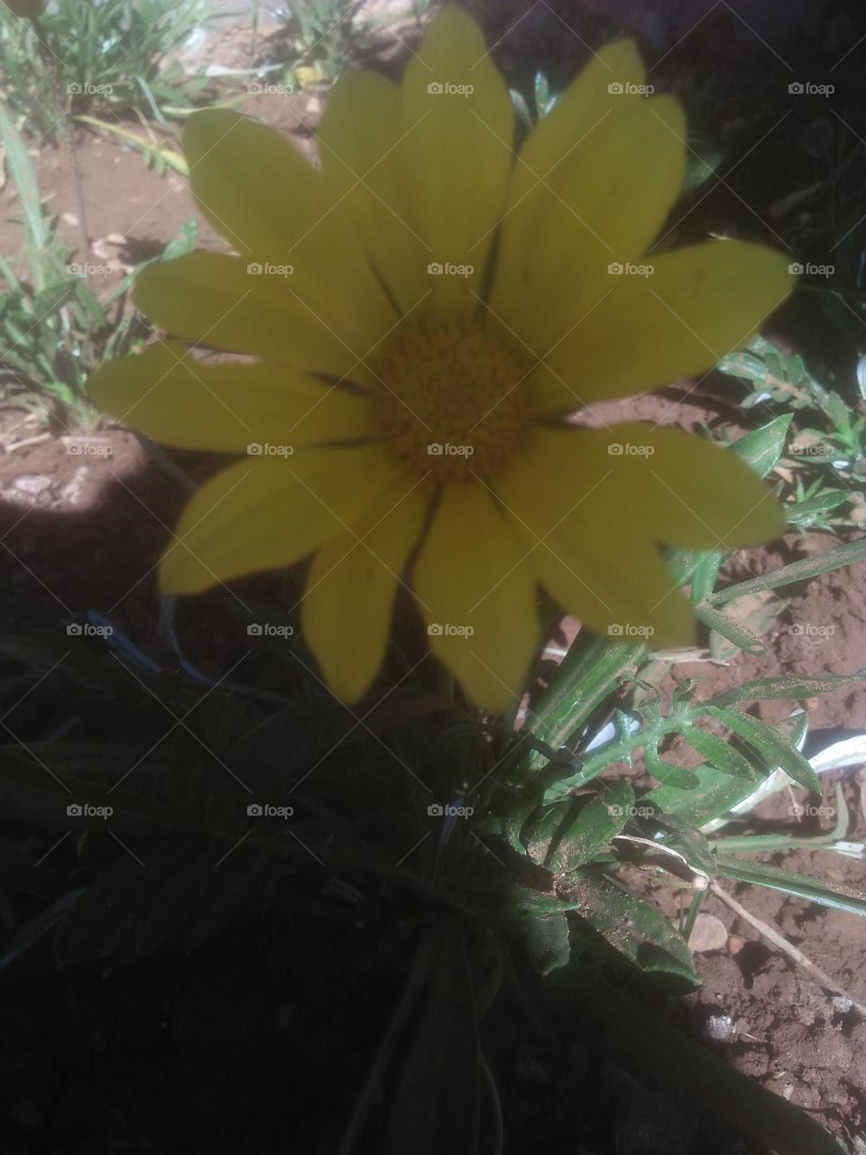 Beautiful yellow flower.