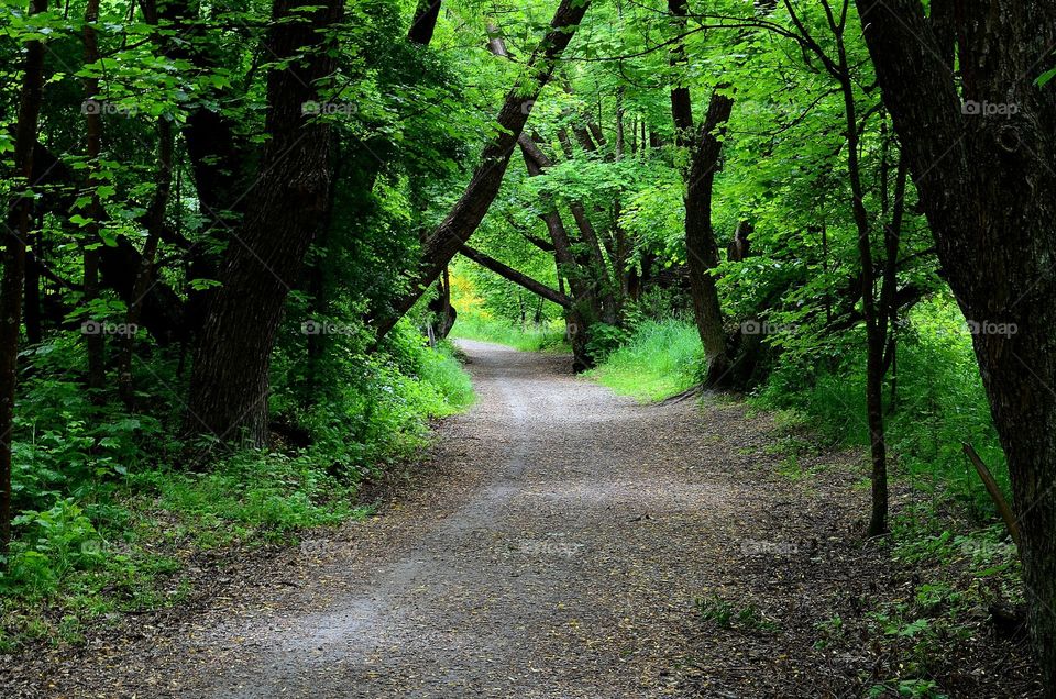 Spring forest path