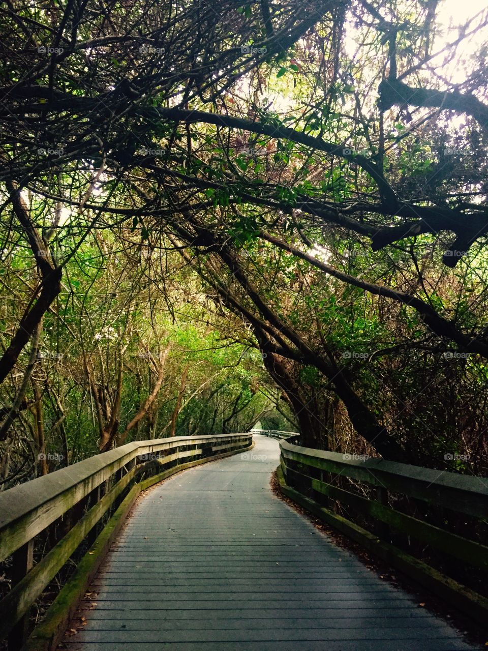 Wooden walkway through trees