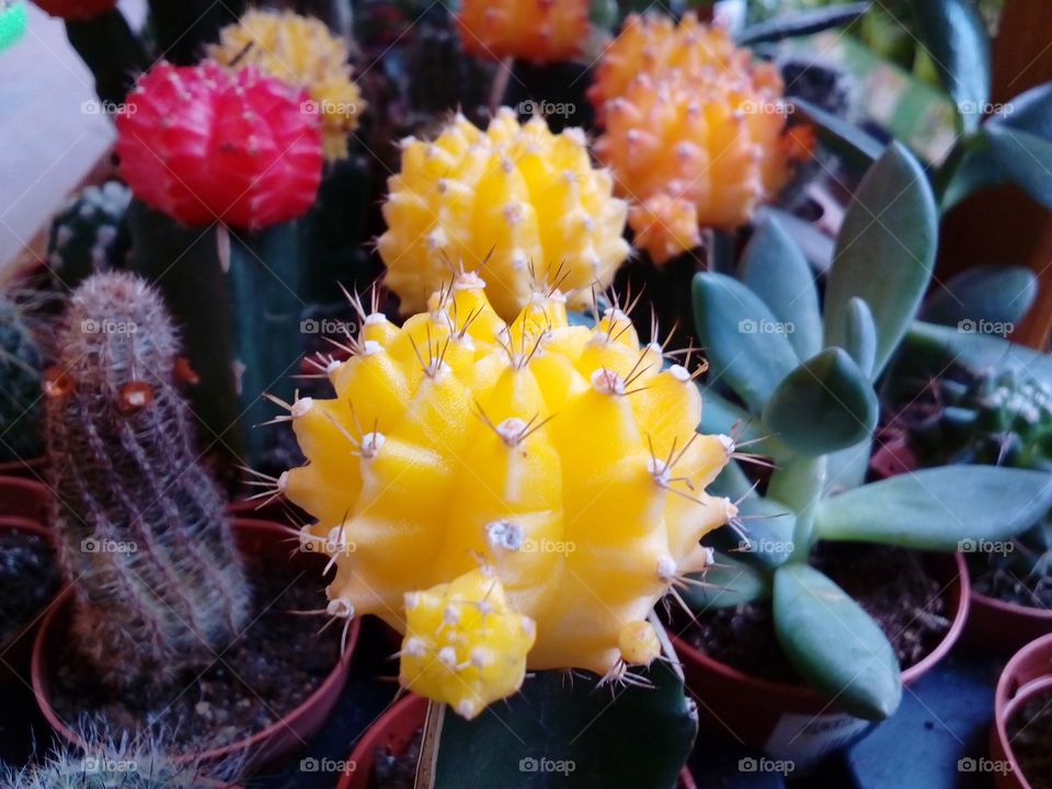 colourful cactus