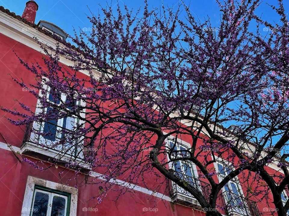 Beautiful tree in Lisbon city.
