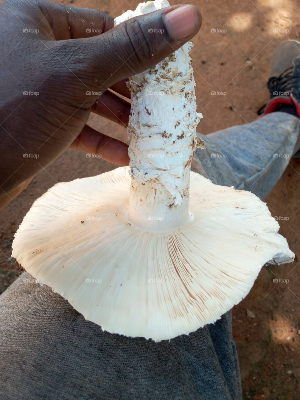 termitomyces schimperie is used in our community as a sauce to accompany our traditional menus.