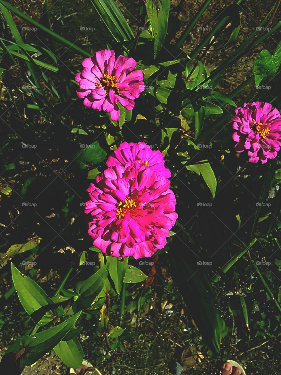 flowers in september