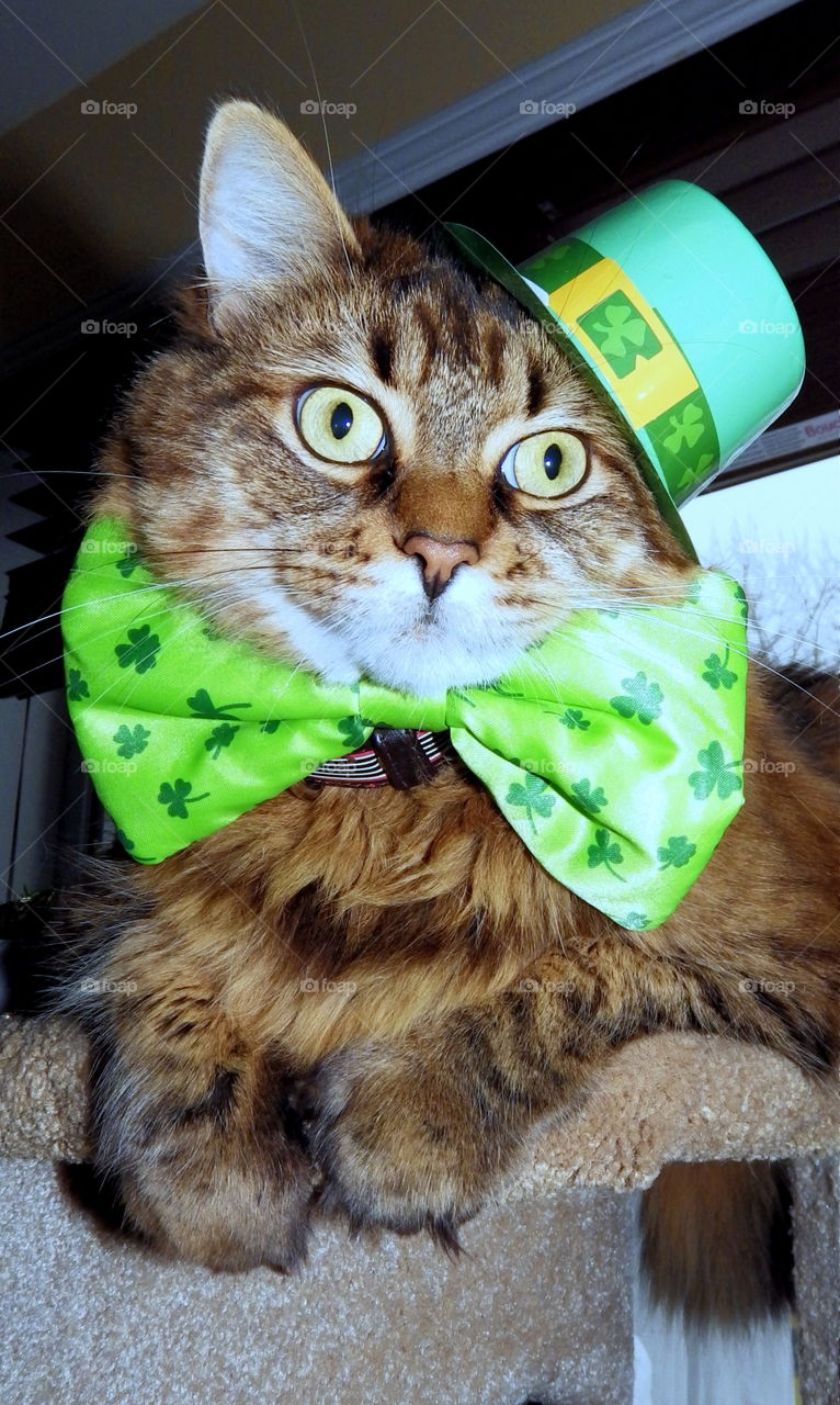 St-Patrick cat