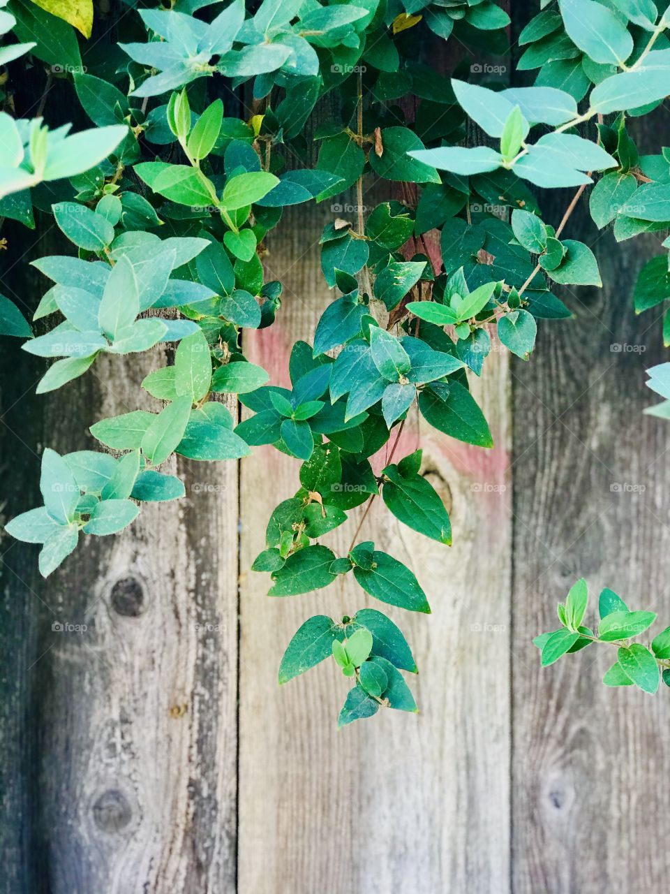 The crawling plant on the wood fence
