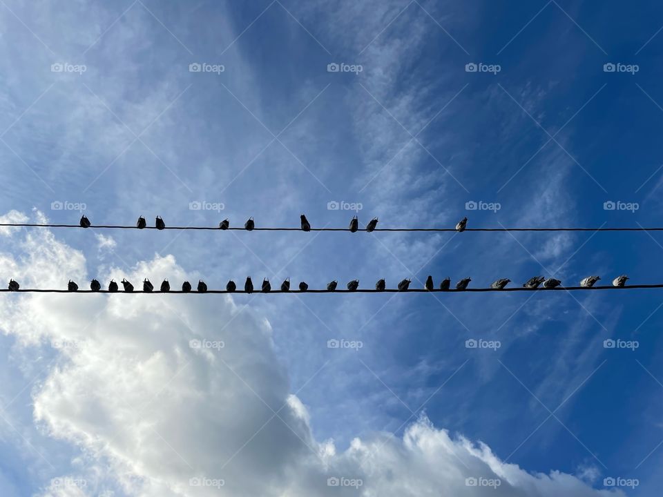 Birds on a Line