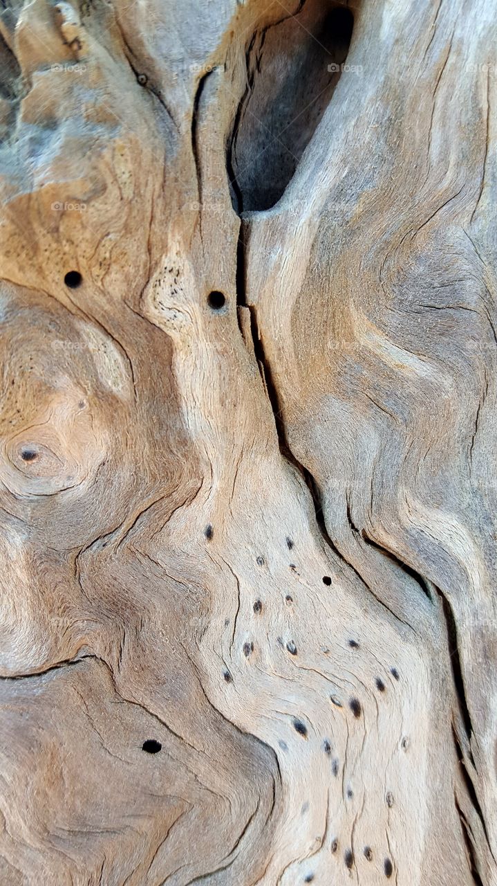 Driftwood bark